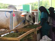 140 Sapi Ikuti Kontes Yang Diadakan Disnakkan Bojonegoro Fb Img 1700577331883