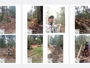 Penjarahan Hutan, PT CSS Kalteng Img 20231125 Wa0003