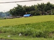 Harga Gabah Meroket, Petani di Kedungadem Belum Panen Img 20240224 Wa0037