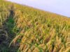 Petani Panen Maret dan April 2024, Bojonegoro Diprediksi Akan Surplus Beras 1710405948944 Copy 324x272