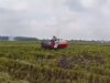 Musim Panen, Petani Kedungadem Kesulitan Cari Tukang Combine 1711390695364 Copy 424x267
