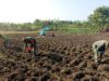 Babinsa Koramil Kanor Bojonegoro Bantu Petani Tanam Bibit Jagung Img 20240420 Wa0033 Copy 796x541