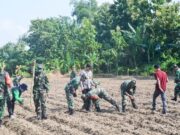 Penguatan Ketahanan Pangan, Kodim Bojonegoro Tanam Jagung Seluas 60 Hektar Mediacahayabaru.id Orbitnasional.com 27