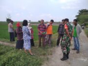 Kepala DKPP Bojonegoro Turun ke Areal Persawahan Kecamatan Sumberrejo Mediacahayabaru.id Orbitnasional.com 80