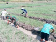 Dukung Ketahanan Pangan, Babinsa Posramil Gondang Bojonegoro Bantu Petani Tanam Cabai Mediacahayabaru.id Orbitnasional.com 65