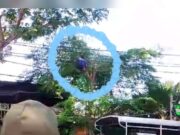 Damkarmat Bojonegoro Evakuasi Dua Warga Kesetrum di Balen Mediacahayabaru.id Orbitnasional.com 19