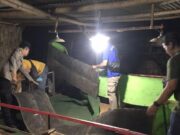 Polisi Gresik Grebek Lokasi Sabung Ayam di Sidayu Img 20240929 Wa0022