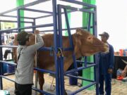 Ternak Unggulan di 28 Kecamatan se- Bojonegoro Ikuti Kontes Fb Img 1732035804534