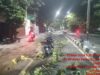 Pohon Tumbang di Jalan Kedung Cowek, Pimpinan Redaksi Media Jadi Korban, DLH Surabaya Bungkam Mediacahayabaru.id Orbitnasional.com Bojonegorotimes.id 232