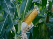 Mendekati Tahun Baru, Pembeli Jagung Meningkat Mediacahayabaru.id Orbitnasional.com Bojonegorotimes.id Amunisinews.id 46