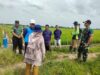 Sinergi bersama PLN, Program Listrik Masuk Pertanian Lamongan Img 20250212 Wa0024