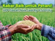 Perum Bulog Bojonegoro Jemput Bola Beli Gabah Langsung dari Petani Img 20250212 Wa0045