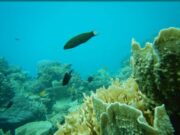 Kecantikan Alam Bawah Laut Pulau Menjangan Kecil Img 20250222 Wa0079