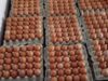 Harga Telur dan Bawang Putih di Bojonegoro Meroket, Emak-emak Menjerit Img 20250308 wa0001