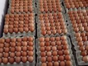 Harga Telur dan Bawang Putih di Bojonegoro Meroket, Emak-emak Menjerit Img 20250308 wa0001