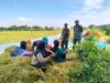 Babinsa Sarirejo: Pahlawan Pangan di Balik Jerami Img 20250312 wa0058