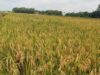 Petani Bojonegoro Meradang, Harga Gabah Tak Sesuai HPP Img 20250326 wa0005