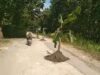Warga Bleboh Blora Tanam Pohon Pisang di Jalan Img 20250402 wa0011