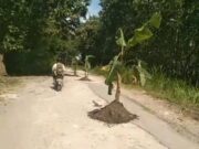 Warga Bleboh Blora Tanam Pohon Pisang di Jalan Img 20250402 wa0011