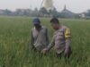 Bhabinkamtibmas Semanding Dampingi Petani ke Sawah Img 20250419 wa0057