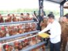 400 Keluarga di Bojonegoro Dapat Bantuan Ayam dan Kandang Fb img 1746929482363