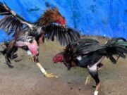 Sabung Ayam di Padenganploso Lamongan: Warga Merana, Pemdes Buta Img 20250505 wa0053