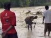 Banjir Terjang Ngrejeng Bojonegoro, Puluhan Rumah Terendam Img 20250517 wa0023