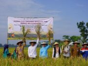 Tanpa Pupuk Kimia, Panen Padi Organik Bojonegoro Melesat Img 20250519 wa0043