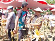 Bojonegoro Panen Raya Jagung, Siap Banjiri Pasar Nasional Img 20250606 wa0007