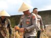 Jagung Melimpah, Polres Malang Ikut Panen Raya Nasional Img 20250609 wa0012