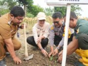 Petani Bojonegoro Dapat Angin Segar, Pepaya California Jadi Komoditas Andalan Img 20250610 wa0022