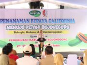 Bojonegoro Gandeng Swasta, Pepaya California Siap Jadi Primadona Baru Img 20250610 wa0047