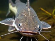 Inovasi Bojonegoro Hadapi Kemiskinan: Dari Kolam Lele, Keluarga Mandiri Img 20250704 wa0011