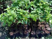 Mau Bibit Alpukat Gratis, Begini Langkah Mudah Daftar di DKPP Bojonegoro 2f8ac908 3477 4777 a32e 51a1c995351b