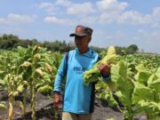 Tembakau Bojonegoro Masih Jadi Andalan, Harga Kering Stabil di Pasaran 705b55e3 b71d 41d5 9e2c 0de929487f34