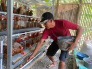 Bantuan Ayam Petelur Pemkab Bojonegoro, Kini Jadi Sumber Penghasilan Warga Desa 7ae5e5c2 24eb 4d27 b772 6c7123ece08d