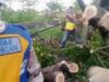 Angin Kencang Bikin Panik, Jalan Poros Lamongan–Babat Lumpuh Akibat Pohon Tumbang 0cdb69a4 991b 491c bd35 15355cb7a4b4