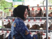 Tak Hanya Ayam, Pemkab Bojonegoro Siapkan Domba dan Kolega untuk Sejahterakan Warga 1981c207 cb86 4a45 916e 19da26bbd33b