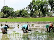 Musim Tanam Segera Tiba, Pupuk Subsidi di Bojonegoro Sudah Siap Tempur 1f94ed8f 9a17 4bde 87cf 780ab55668dd