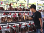 GAYATRI Bikin Telur Jadi Sumber Ekonomi Baru Masyarakat Desa 356c32da 0c91 49f7 a69c 0f7c2f0d4e0c