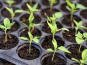 Bibit Cabai Jadi Harapan Baru Petani Bojonegoro, Dukung Program Pangan Nasional 53f42bf0 ac88 4cf1 a774 074e4f2f8b9b