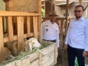 Tak Hanya Mandiri Pangan, Program Domba Desa Tikusan Bikin Ekonomi Warga Menggeliat 7667e5b2 166f 4bd4 a7d5 f7873d6f1459