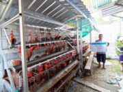 Ayam Petelur Jadi Harapan Baru Warga Desa Bojonegoro A0d62e81 5aef 4bb3 b3fb f10e047c9e1b