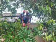 Pria Ini Pingsan di Atap Saat Petik Mangga, Tim Damkarmat Bojonegoro Turun Tangan Fe9fc2bf 25db 43b1 853f 44d730baf875