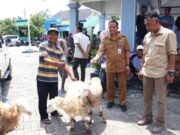 Dari Padangan ke Ngraho, Ribuan Domba Disalurkan Pemkab Bojonegoro 03awZpRa3ux64Fxw copy 1280x853