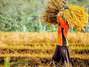 Selangkah Lagi Salip Lamongan, Produksi Padi Bojonegoro Tembus 886 Ribu Ton 1762662833039 copy 1280x877