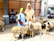 1.200 Peternak Bojonegoro Terima Bantuan Domba, Bupati Ingatkan: Jangan Dijual 1762907639829 copy 1280x845