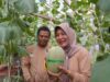 Cuma Dua Bulan Tanam, Melon Premium Bojonegoro Siap Panen Screenshot 20251108 161814 copy 1280x862