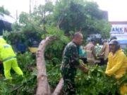 Detik-detik Evakuasi Pohon Tumbang di Pasar Agrobis Babat IMG 20251222 WA0014