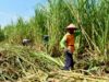Peremajaan Tebu Digencarkan, Bojonegoro Bidik Swasembada Gula IMG 20260101 WA0009